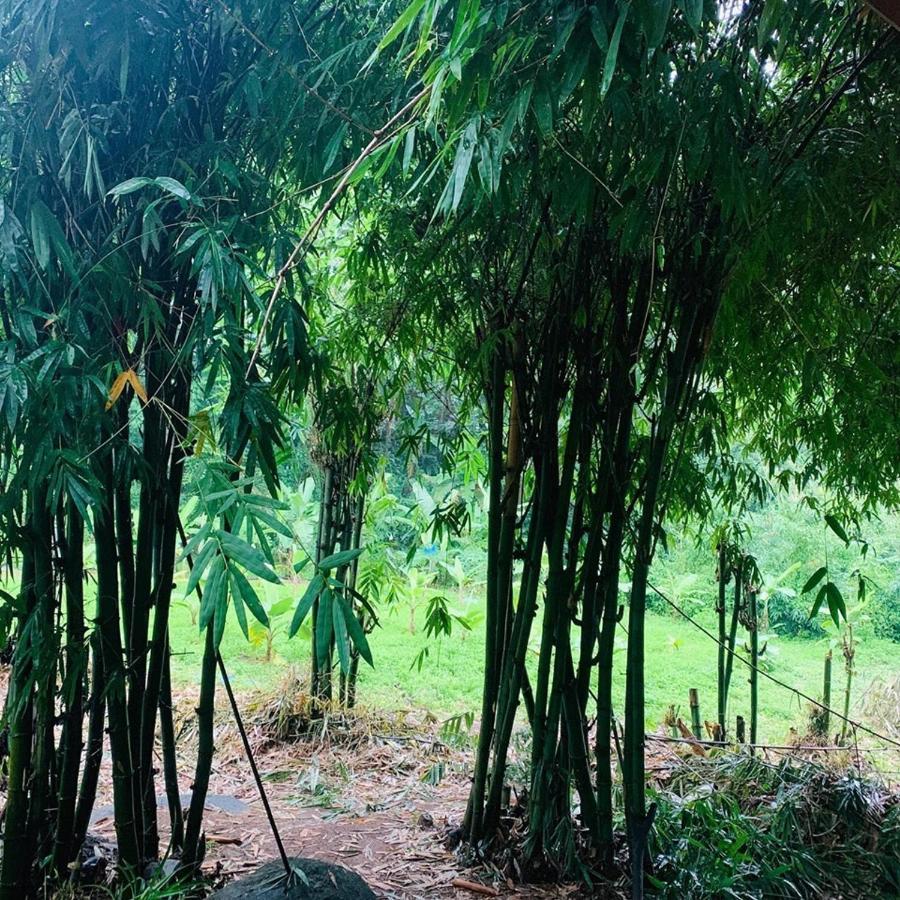 فندق สวนฉัน Igarden Ban Pang Champi المظهر الخارجي الصورة